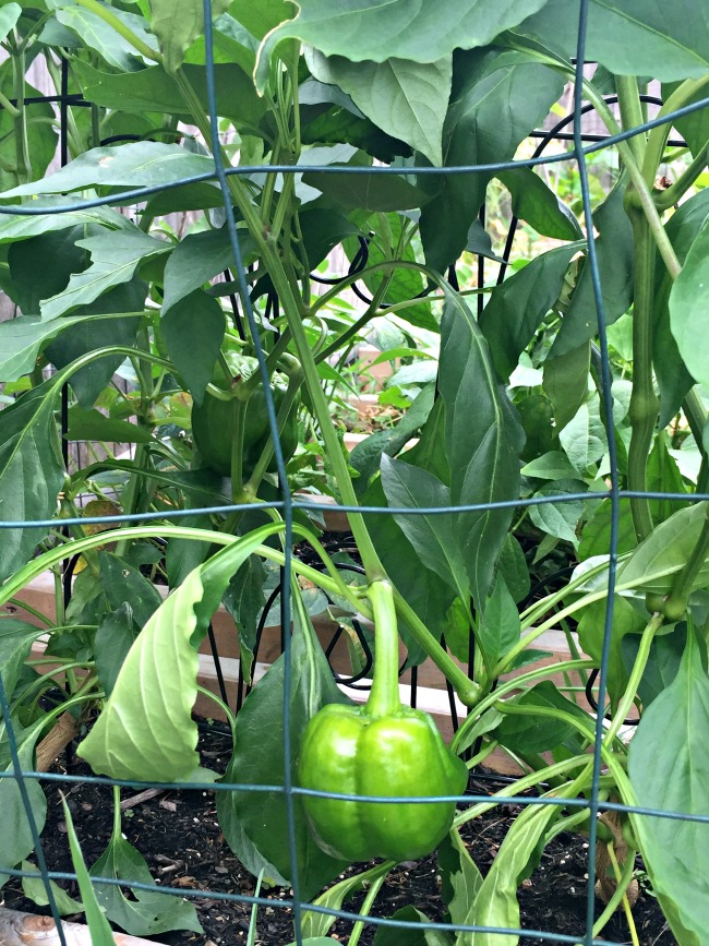 bell pepper grown in garden, fencing surrounding it.
